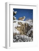 Bobcat (Lynx Rufus), Montana, United States of America, North America-Janette Hil-Framed Photographic Print