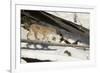 Bobcat (Lynx Rufus) Walking in Snow, Yellowstone National Park, Wyoming, USA, February-Paul Hobson-Framed Photographic Print