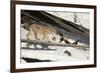 Bobcat (Lynx Rufus) Walking in Snow, Yellowstone National Park, Wyoming, USA, February-Paul Hobson-Framed Photographic Print