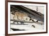 Bobcat (Lynx Rufus) Walking in Snow, Yellowstone National Park, Wyoming, USA, February-Paul Hobson-Framed Photographic Print