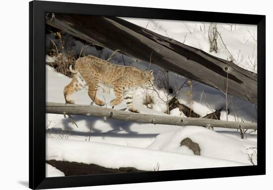 Bobcat (Lynx Rufus) Walking in Snow, Yellowstone National Park, Wyoming, USA, February-Paul Hobson-Framed Photographic Print