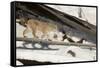 Bobcat (Lynx Rufus) Walking in Snow, Yellowstone National Park, Wyoming, USA, February-Paul Hobson-Framed Stretched Canvas