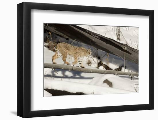 Bobcat (Lynx Rufus) Walking in Snow, Yellowstone National Park, Wyoming, USA, February-Paul Hobson-Framed Photographic Print