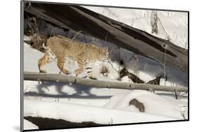 Bobcat (Lynx Rufus) Walking in Snow, Yellowstone National Park, Wyoming, USA, February-Paul Hobson-Mounted Photographic Print