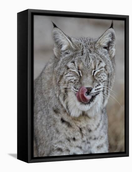 Bobcat (Lynx Rufus) with its Tongue Out, Living Desert Zoo and Gardens State Park, New Mexico, USA-James Hager-Framed Stretched Canvas