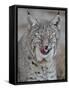 Bobcat (Lynx Rufus) with its Tongue Out, Living Desert Zoo and Gardens State Park, New Mexico, USA-James Hager-Framed Stretched Canvas