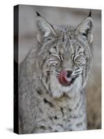 Bobcat (Lynx Rufus) with its Tongue Out, Living Desert Zoo and Gardens State Park, New Mexico, USA-James Hager-Stretched Canvas