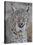 Bobcat (Lynx Rufus) with its Tongue Out, Living Desert Zoo and Gardens State Park, New Mexico, USA-James Hager-Stretched Canvas