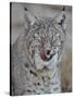 Bobcat (Lynx Rufus) with its Tongue Out, Living Desert Zoo and Gardens State Park, New Mexico, USA-James Hager-Stretched Canvas