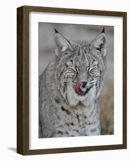 Bobcat (Lynx Rufus) with its Tongue Out, Living Desert Zoo and Gardens State Park, New Mexico, USA-James Hager-Framed Photographic Print