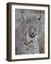 Bobcat (Lynx Rufus) with its Tongue Out, Living Desert Zoo and Gardens State Park, New Mexico, USA-James Hager-Framed Photographic Print