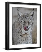 Bobcat (Lynx Rufus) with its Tongue Out, Living Desert Zoo and Gardens State Park, New Mexico, USA-James Hager-Framed Photographic Print