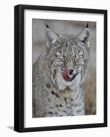 Bobcat (Lynx Rufus) with its Tongue Out, Living Desert Zoo and Gardens State Park, New Mexico, USA-James Hager-Framed Photographic Print