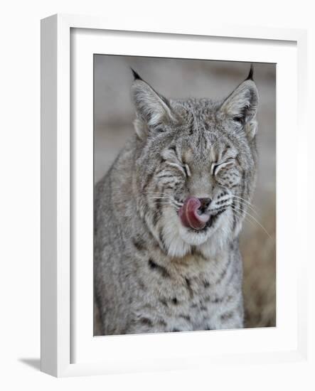 Bobcat (Lynx Rufus) with its Tongue Out, Living Desert Zoo and Gardens State Park, New Mexico, USA-James Hager-Framed Photographic Print