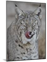 Bobcat (Lynx Rufus) with its Tongue Out, Living Desert Zoo and Gardens State Park, New Mexico, USA-James Hager-Mounted Photographic Print