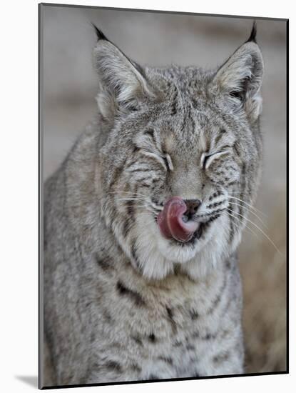 Bobcat (Lynx Rufus) with its Tongue Out, Living Desert Zoo and Gardens State Park, New Mexico, USA-James Hager-Mounted Photographic Print