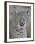 Bobcat (Lynx Rufus) with its Tongue Out, Living Desert Zoo and Gardens State Park, New Mexico, USA-James Hager-Framed Photographic Print