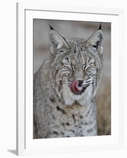 Bobcat (Lynx Rufus) with its Tongue Out, Living Desert Zoo and Gardens State Park, New Mexico, USA-James Hager-Framed Photographic Print