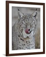Bobcat (Lynx Rufus) with its Tongue Out, Living Desert Zoo and Gardens State Park, New Mexico, USA-James Hager-Framed Photographic Print