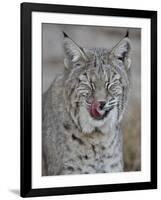 Bobcat (Lynx Rufus) with its Tongue Out, Living Desert Zoo and Gardens State Park, New Mexico, USA-James Hager-Framed Photographic Print