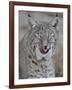 Bobcat (Lynx Rufus) with its Tongue Out, Living Desert Zoo and Gardens State Park, New Mexico, USA-James Hager-Framed Photographic Print