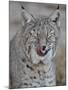 Bobcat (Lynx Rufus) with its Tongue Out, Living Desert Zoo and Gardens State Park, New Mexico, USA-James Hager-Mounted Photographic Print