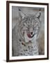 Bobcat (Lynx Rufus) with its Tongue Out, Living Desert Zoo and Gardens State Park, New Mexico, USA-James Hager-Framed Photographic Print