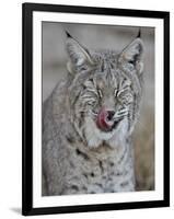 Bobcat (Lynx Rufus) with its Tongue Out, Living Desert Zoo and Gardens State Park, New Mexico, USA-James Hager-Framed Photographic Print