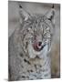 Bobcat (Lynx Rufus) with its Tongue Out, Living Desert Zoo and Gardens State Park, New Mexico, USA-James Hager-Mounted Photographic Print