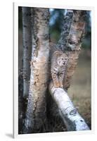 Bobcat on a Fallen Birch Limb-John Alves-Framed Photographic Print