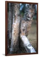 Bobcat on a Fallen Birch Limb-John Alves-Framed Photographic Print