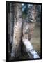 Bobcat on a Fallen Birch Limb-John Alves-Framed Photographic Print