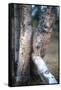 Bobcat on a Fallen Birch Limb-John Alves-Framed Stretched Canvas