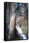 Bobcat on a Fallen Birch Limb-John Alves-Framed Stretched Canvas
