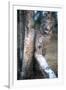 Bobcat on a Fallen Birch Limb-John Alves-Framed Premium Photographic Print