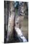 Bobcat on a Fallen Birch Limb-John Alves-Mounted Premium Photographic Print