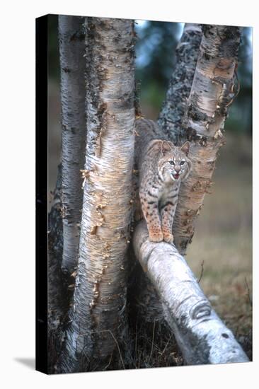 Bobcat on a Fallen Birch Limb-John Alves-Stretched Canvas