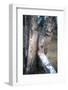 Bobcat on a Fallen Birch Limb-John Alves-Framed Photographic Print