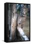 Bobcat on a Fallen Birch Limb-John Alves-Framed Stretched Canvas