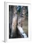 Bobcat on a Fallen Birch Limb-John Alves-Framed Photographic Print