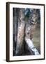 Bobcat on a Fallen Birch Limb-John Alves-Framed Photographic Print