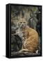 Bobcat on Rocks-DLILLC-Framed Stretched Canvas
