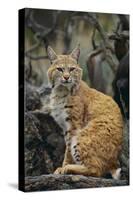 Bobcat on Rocks-DLILLC-Stretched Canvas