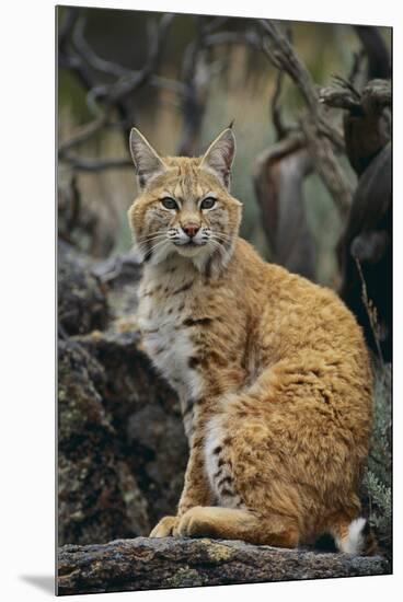 Bobcat on Rocks-DLILLC-Mounted Premium Photographic Print