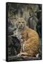 Bobcat on Rocks-DLILLC-Framed Stretched Canvas
