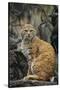 Bobcat on Rocks-DLILLC-Stretched Canvas