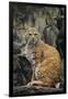 Bobcat on Rocks-DLILLC-Framed Photographic Print