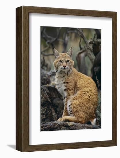 Bobcat on Rocks-DLILLC-Framed Photographic Print