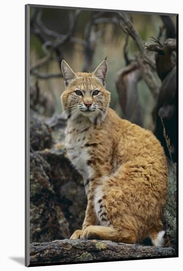 Bobcat on Rocks-DLILLC-Mounted Photographic Print