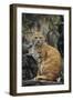 Bobcat on Rocks-DLILLC-Framed Photographic Print